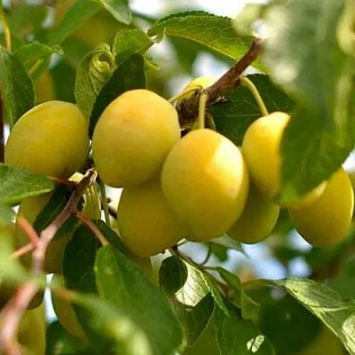 Слива ОЧАКОВСКАЯ ЖЕЛТАЯ  Слива ОЧАКОВСКАЯ ЖЕЛТАЯ в Иваново