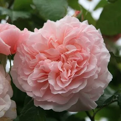 Саженцы роз РОЗ ДЕ ТОЛБИАК плетистая  Саженцы роз РОЗ ДЕ ТОЛБИАК плетистая в Иваново