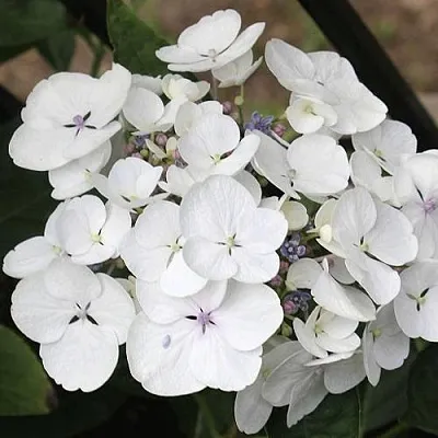 Гортензия ЛИБЕЛЛЕ крупнолистная  Гортензия ЛИБЕЛЛЕ крупнолистная в Иваново