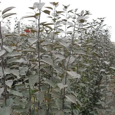 Подвой яблони 54-118 в Иваново