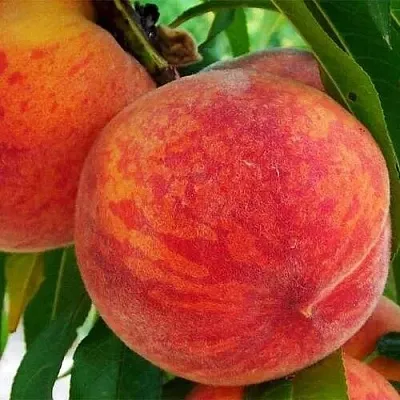 Персик ЗОЛОТОЙ ЮБИЛЕЙ в Иваново