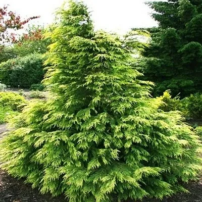 Кипарисовик САНКИСТ лавсона в Иваново