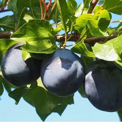 Слива ВОЛАТ  Слива ВОЛАТ в Иваново