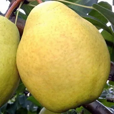 Груша ОСЕННИЙ ВЕЛИКАН  Груша ОСЕННИЙ ВЕЛИКАН в Иваново