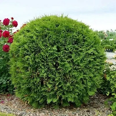 Туя ВУДВАРДИ западная  Туя ВУДВАРДИ западная в Иваново