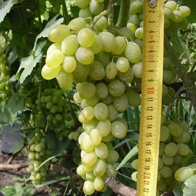 Виноград АНАНАСНЫЙ РАННИЙ  Виноград АНАНАСНЫЙ РАННИЙ в Иваново