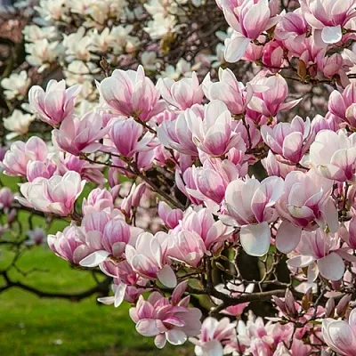 Магнолия в Иваново