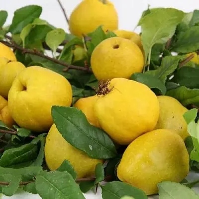 Айва ЯПОНСКАЯ  Айва ЯПОНСКАЯ в Иваново