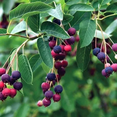 Ирга ЛАМАРКА — описание сорта Ирга ЛАМАРКА в Иваново