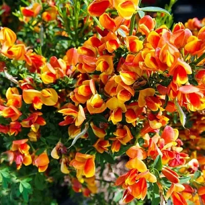 Ракитник АНДРЕАНУС в Иваново