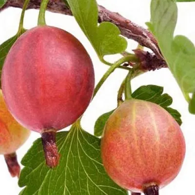 Крыжовник ЯРКИЙ  Крыжовник ЯРКИЙ в Иваново