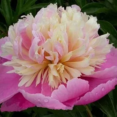 Пион ВЕСЕННЯЯ ПАЛИТРА травянистый  Пион ВЕСЕННЯЯ ПАЛИТРА травянистый в Иваново