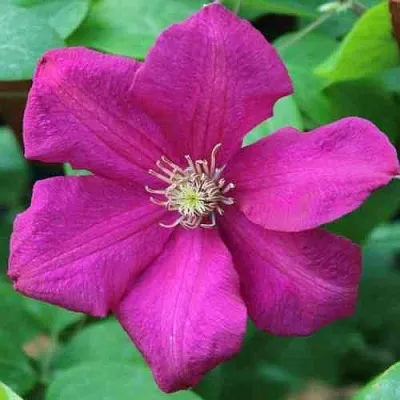 Клематис ЭРНЕСТ МАРКХАМ  Клематис ЭРНЕСТ МАРКХАМ в Иваново