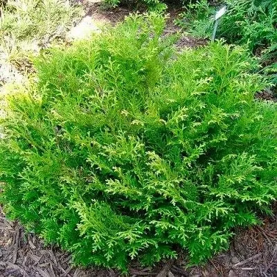 Туевик НАНА долотовидный   Туевик НАНА долотовидный  в Иваново