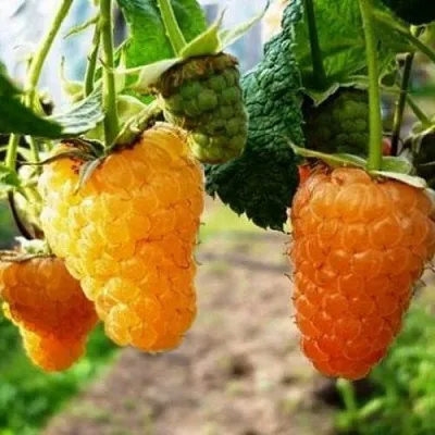 Малина ОРАНЖЕВОЕ ЧУДО в Иваново