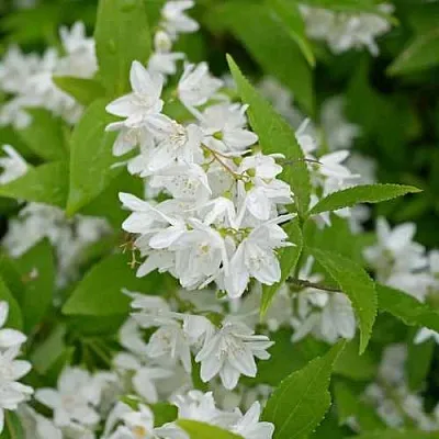 Дейция шершавая  Дейция шершавая в Иваново