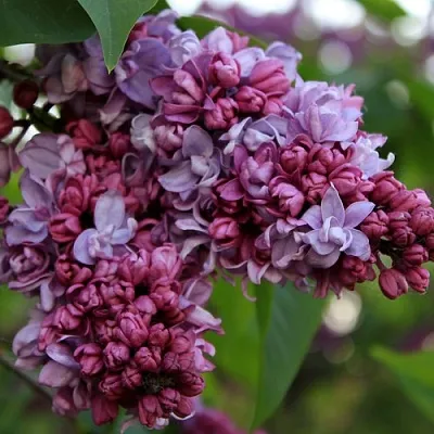 Сирень П.П.КОНЧАЛОВСКИЙ  Сирень П.П.КОНЧАЛОВСКИЙ в Иваново