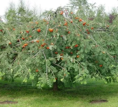 Рябина ПЛАКУЧАЯ сладкоплодная — описание сорта Рябина ПЛАКУЧАЯ сладкоплодная в Иваново