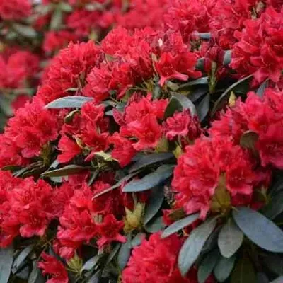 Рододендрон БУЗУКИ  Рододендрон БУЗУКИ в Иваново