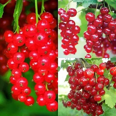 Комплект КРАСНЫЙ УРОЖАЙ в Иваново