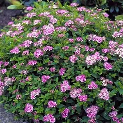 Спирея ЛИТЛ ПРИНЦЕСС японская в Иваново