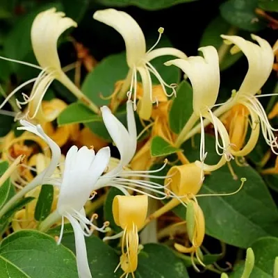 Жимолость ХАЛЛИАНА японская (Хелиана) в Иваново