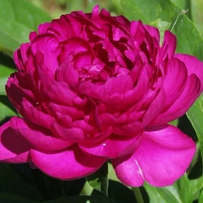 Пион БАРХАТ НОЧИ травянистый  Пион БАРХАТ НОЧИ травянистый в Иваново