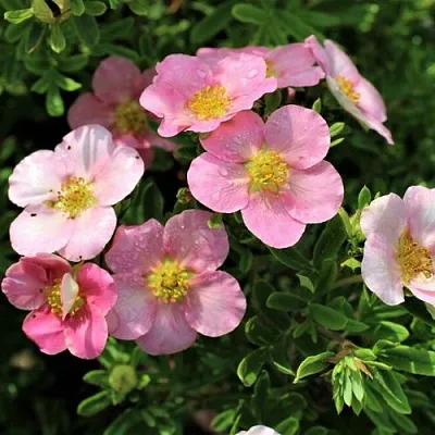 Лапчатка ЛАВЛИ ПИНК кустарниковая  Лапчатка ЛАВЛИ ПИНК кустарниковая в Иваново