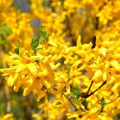 Форзиция в Иваново