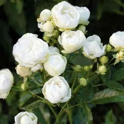 Саженцы роз УАЙТ МОРСДАГ полиантовая в Иваново