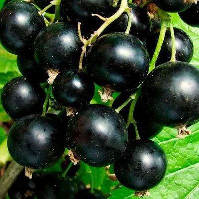 Чёрная в Иваново