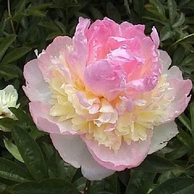 Пион РАСБЕРРИ САНДЕЙ травянистый  Пион РАСБЕРРИ САНДЕЙ травянистый в Иваново
