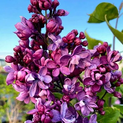 Сирень ВИОЛЕТТА  Сирень ВИОЛЕТТА в Иваново