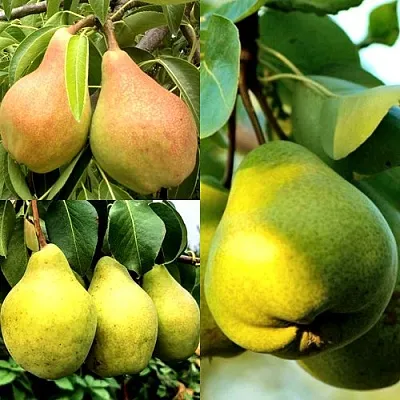 Комплект НАСТОЯЩИЙ ВОСТОРГ в Иваново