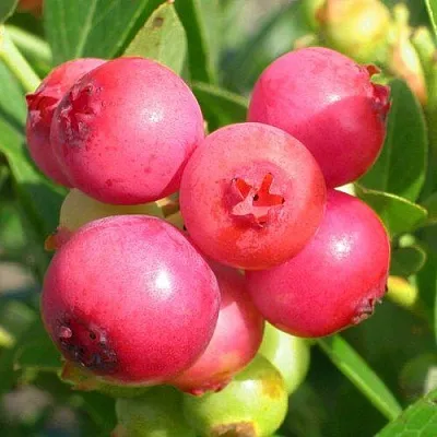 Голубика ПИНК ЛИМОНАД в Иваново
