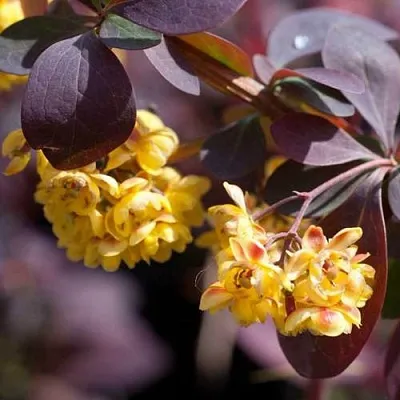 Барбарис в Иваново