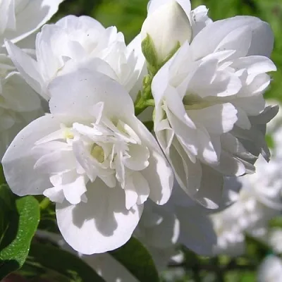 Жасмин ЖИРАНДОЛЬ  Жасмин ЖИРАНДОЛЬ в Иваново