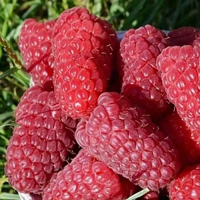 Малина САМОСВАЛ в Иваново