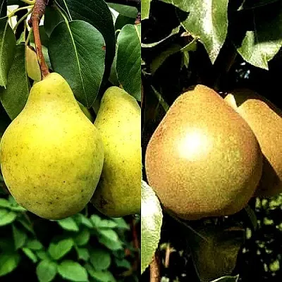 Комплект ДУЭТ в Иваново