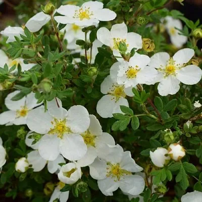 Лапчатка АББОТСВУД кустарниковая  Лапчатка АББОТСВУД кустарниковая в Иваново