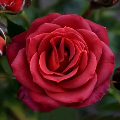 Саженцы роз ЧОКОЧИНО спрей  Саженцы роз ЧОКОЧИНО спрей в Иваново