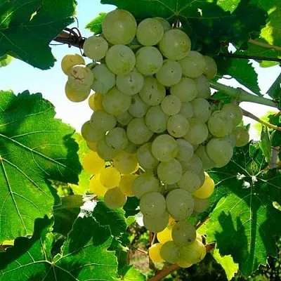 Виноград КИШМИШ МУСКАТНЫЙ в Иваново