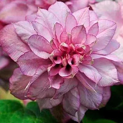 Клематис ИННОСЕНТ ГЛАНС  Клематис ИННОСЕНТ ГЛАНС в Иваново