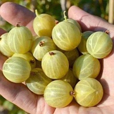 Крыжовник БЕРИЛЛ  Крыжовник БЕРИЛЛ в Иваново