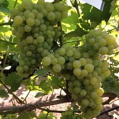 Виноград КИШМИШ 311  Виноград КИШМИШ 311 в Иваново