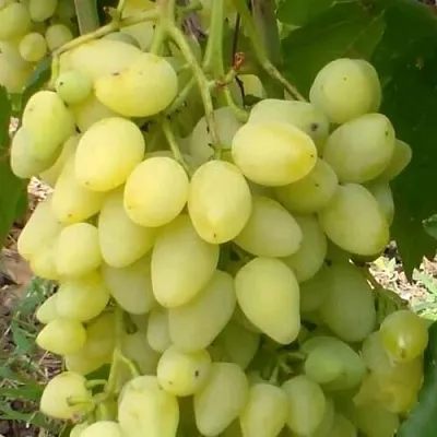 Виноград ЗАРНИЦА  Виноград ЗАРНИЦА в Иваново