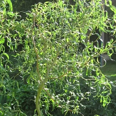 Ива МАТСУДАНА в Иваново