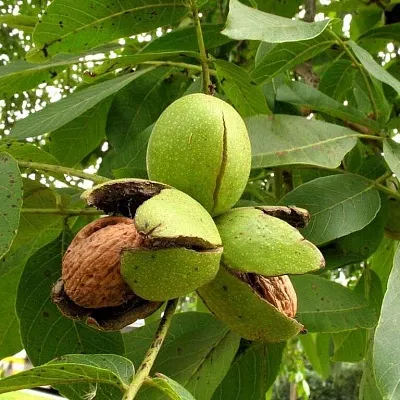 Грецкий орех в Иваново