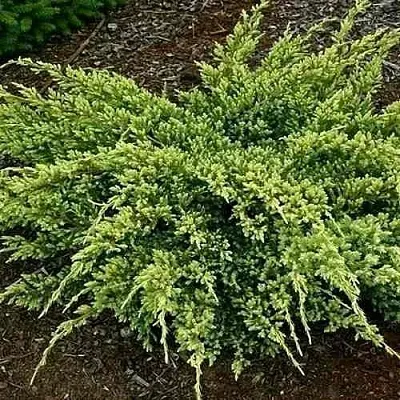 Можжевельник ДРИМ ДЖОЙ чешуйчатый  Можжевельник ДРИМ ДЖОЙ чешуйчатый в Иваново