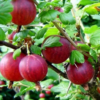 Крыжовник КОНСУЛ  Крыжовник КОНСУЛ в Иваново